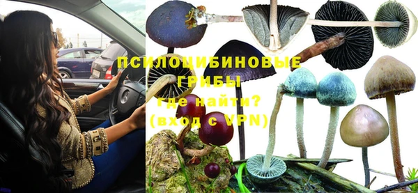 прущие грибы Медногорск